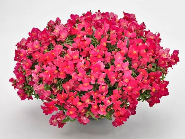 Antirrhinum Majus, Snapdragon 'Candy Showers', Snapdragon, Bedding plants, Tender perennial, snapdragon Sonnet, Snapdragon Liberty